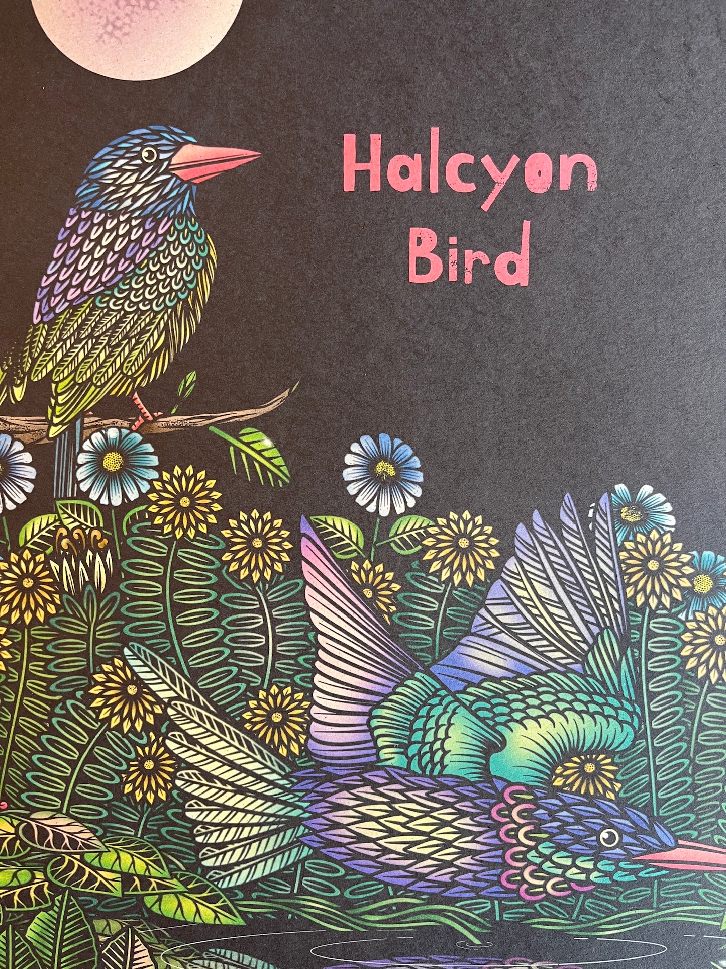 HALCYON BIRD