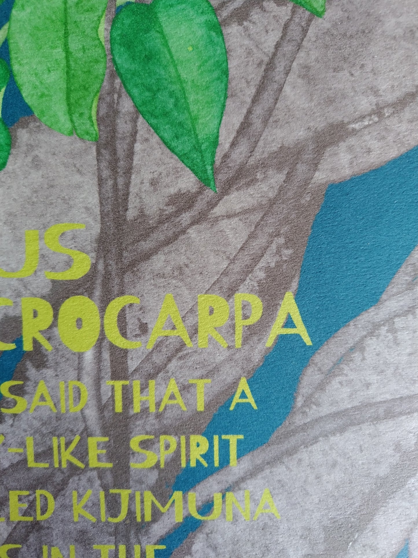 A-115【FICUS MICROCARPA】我樹丸アート