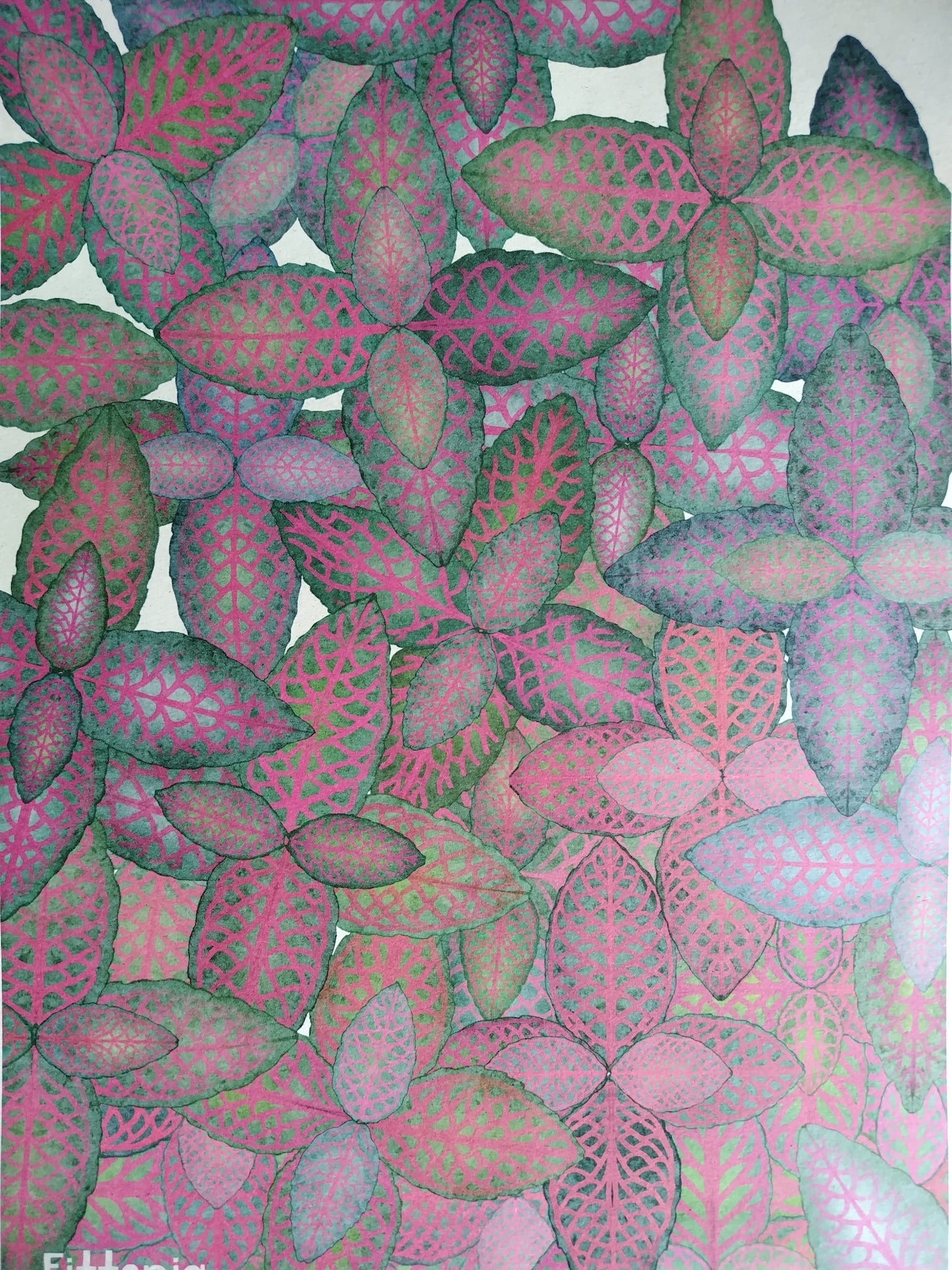 A-065【Fittonia】デザインアート