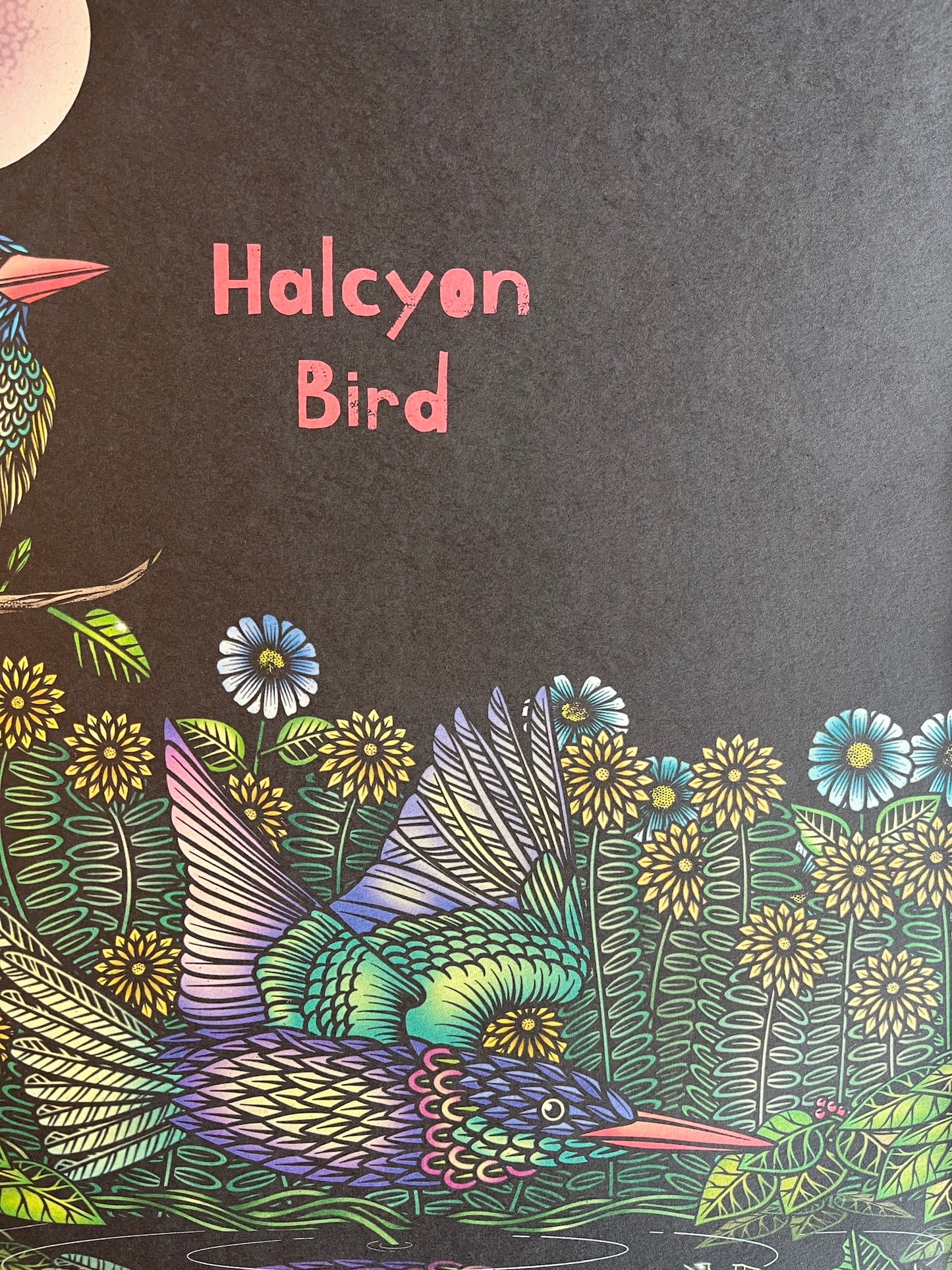 HALCYON BIRD